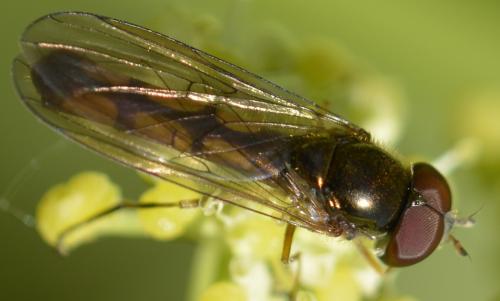 Réf. 207 115 : Melanostoma scalare